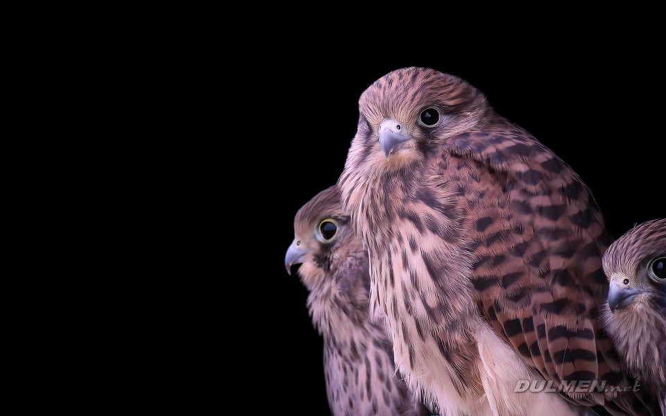 2 Common kestrel (juvenile, Falco tinnunculus)